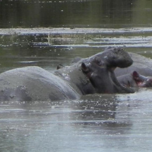 Serengeti