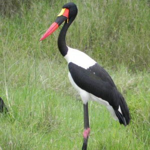 Serengeti