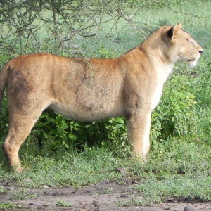 Serengeti