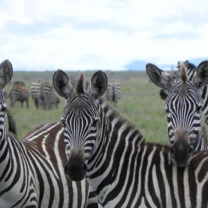 Serengeti