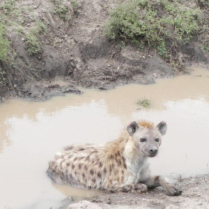 Serengeti