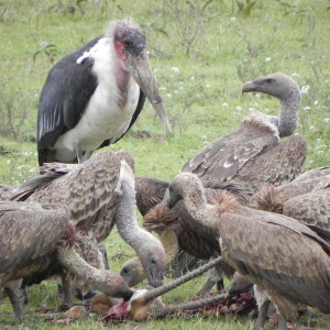 Serengeti