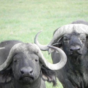Cratera Ngorongoro