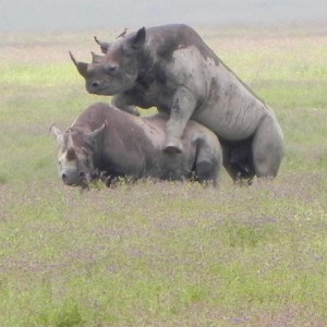 Cratera Ngorongoro