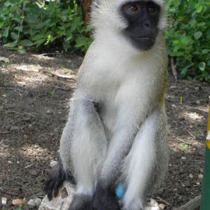 Tarangire
