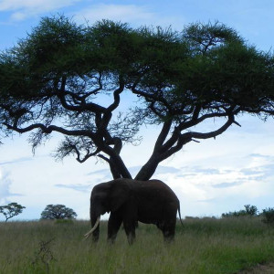 Tarangire