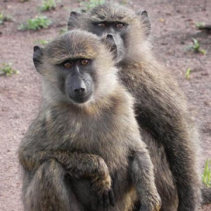 Babuinos