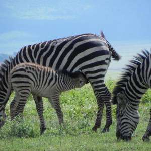na cratera de Ngorongoro