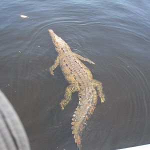12.BlackRiver Crocodilo
