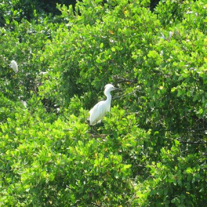 22.BR Aves