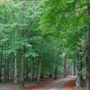 DSC01524ChateauBreuil [640x480].JPG