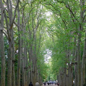 DSC01614Chenonceau [640x480].JPG
