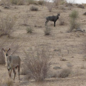 Deserto de Thar