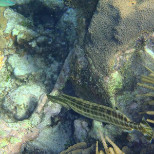 P5220163 (Cópia)
