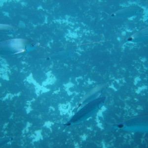Visão sub.aquatica