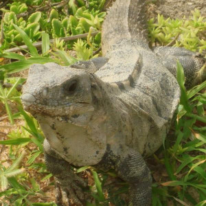 Iguana