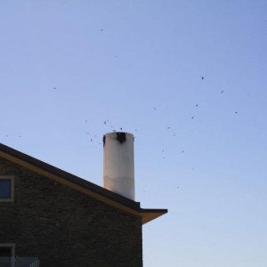 IMG 0945