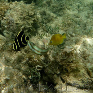 Jamaica2013 01