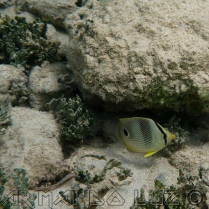 Jamaica2013 02