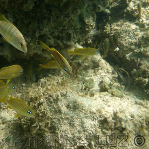 Jamaica2013 04