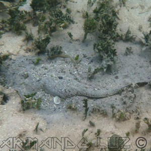 Jamaica2013 06
