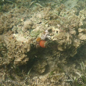 Jamaica2013 07