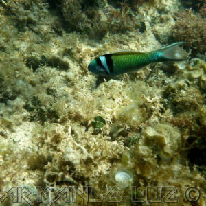 Jamaica2013 08