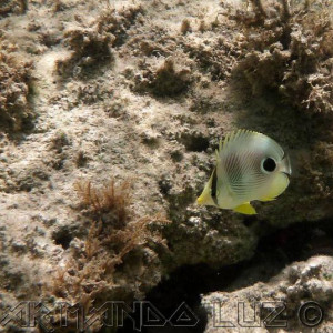 Jamaica2013 09