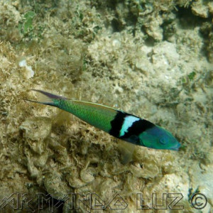 Jamaica2013 10