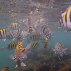 Jamaica2013 11