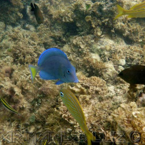 Jamaica2013 14