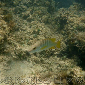 Jamaica2013 16