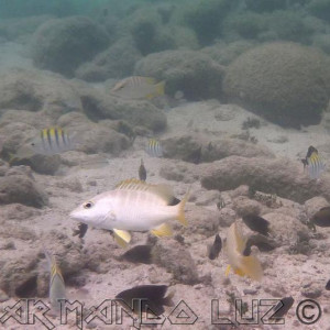 Jamaica2013 19