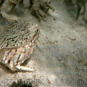 Jamaica2013 20