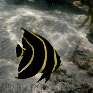 Jamaica2013 22
