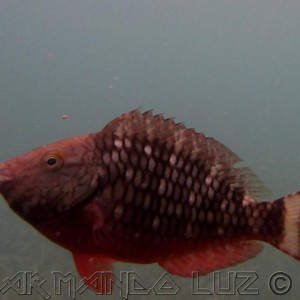 Jamaica2013 23