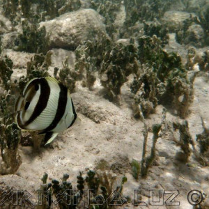 Jamaica2013 24