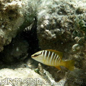 Jamaica2013 33