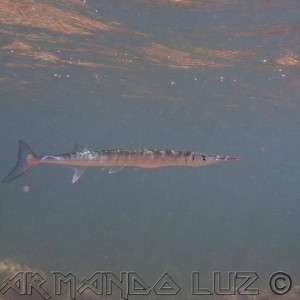 Jamaica2013 35
