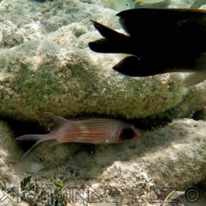 Jamaica2013 36