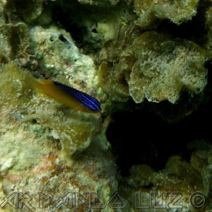 Jamaica2013 40