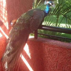 Iberostar Quetzal