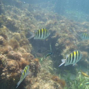 Snorkling3