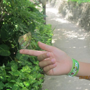 Xcaret Borboletas