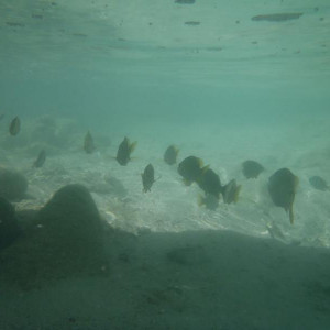 P5220091