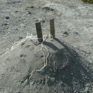 DSC (443)