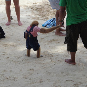 Macaco na praia das Phi Phi