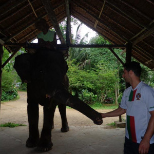 A dar de comer ao elefante