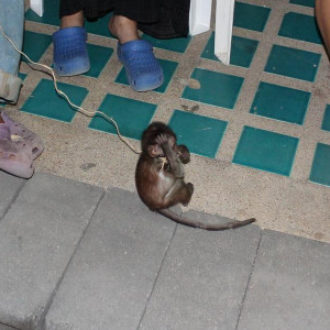 Este é um macaquinho doméstico que vi á porta de casa duma familia nas Phi Phi
