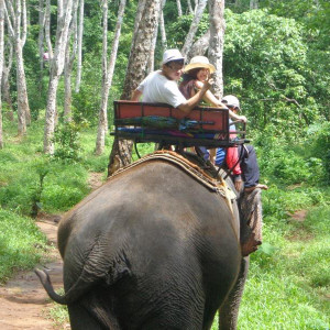 Elephant Tour